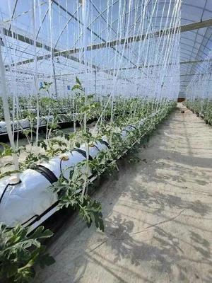 脫下軍裝，投身現(xiàn)代智慧農業(yè) 一位退役軍人的金山種植技術開發(fā)之路