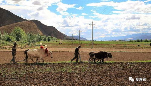 農業(yè)機械科技飛速發(fā)展與種植大戶的技術脫節(jié) 矛盾與解決之道