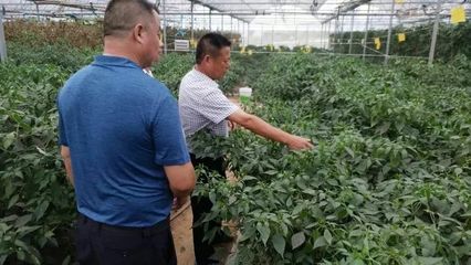 湖南步步高集團與金井鎮(zhèn)共商有機農產品基地掛牌與技術開發(fā)合作