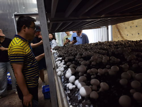 食用菌利用農林廢棄物高效生產栽培技術高級研修班 推動種植技術開發(fā)與創(chuàng)新