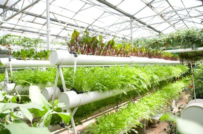 南寧市泰寧伶俐農民專業合作社 創新種植技術開發，助推農業現代化