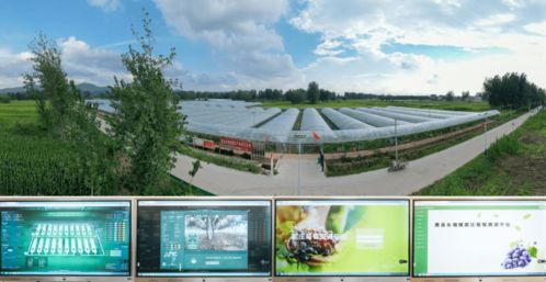 科技賦能葡萄種植，產業興旺引領鄉村振興