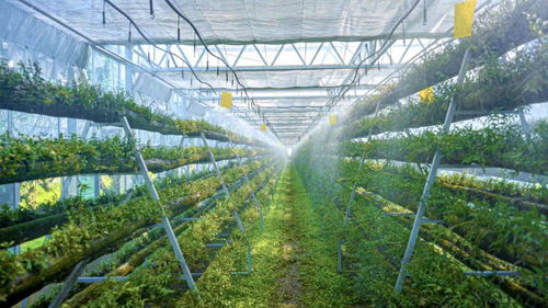 科技賦能，智慧引領 樂清市以“機器換人”驅動現代農業高質量發展，喜獲省級種植技術開發榮譽