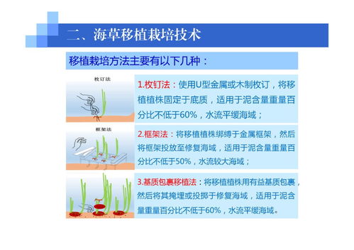 海藻的移植栽培技術 從自然采集到人工種植的開發之路