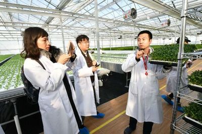 免洗即食的奧秘 揭秘水培蔬菜的現(xiàn)代化種植技術(shù)