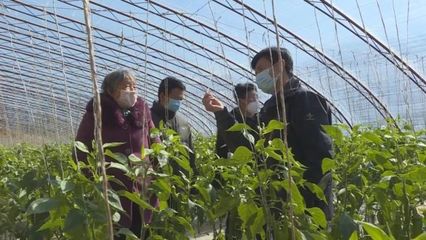 子長(zhǎng)蔬菜開(kāi)發(fā)中心 穩(wěn)防控、強(qiáng)技術(shù)、保供應(yīng)，全力守護(hù)“菜籃子”安全