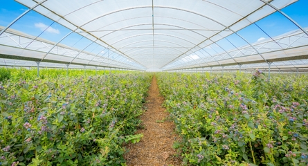 鑫榮懋果業(yè)科技集團(tuán) 以科技創(chuàng)新引領(lǐng)種植技術(shù)開(kāi)發(fā)，鑄就高品質(zhì)水果產(chǎn)業(yè)標(biāo)桿