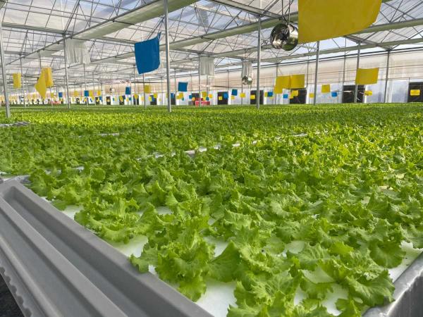 全會(huì)精神在基層 | “聚寶棚”里綠意濃 種植技術(shù)開(kāi)發(fā)結(jié)碩果